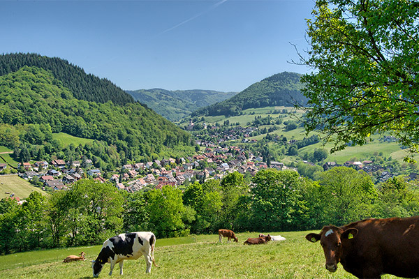 Münstertal im Schwarzwald