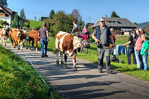 Viehabtrieb im Münstertal